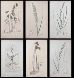 Set of Six Fine Antique British Hand Coloured Botanical Prints, circa 1900's