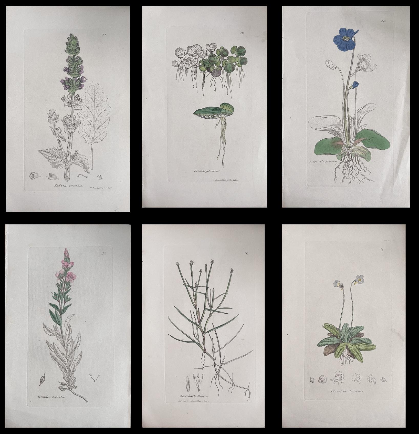 Unknown Still-Life Print - Set of Six Fine Antique British Hand Coloured Botanical Prints, circa 1900's