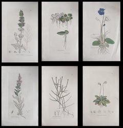 Satz von sechs feinen antiken britischen handkolorierten botanischen Drucken, um 1900