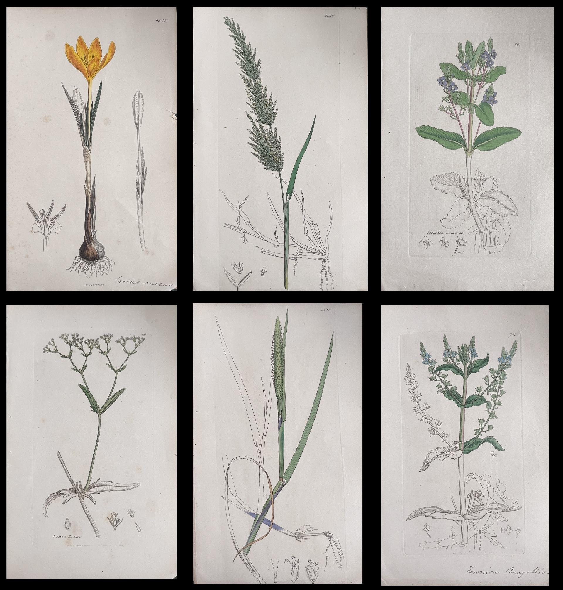 Set of Six Fine Antique British Hand Coloured Botanical Prints, circa 1900's