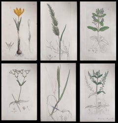 Satz von sechs feinen antiken britischen handkolorierten botanischen Drucken, um 1900