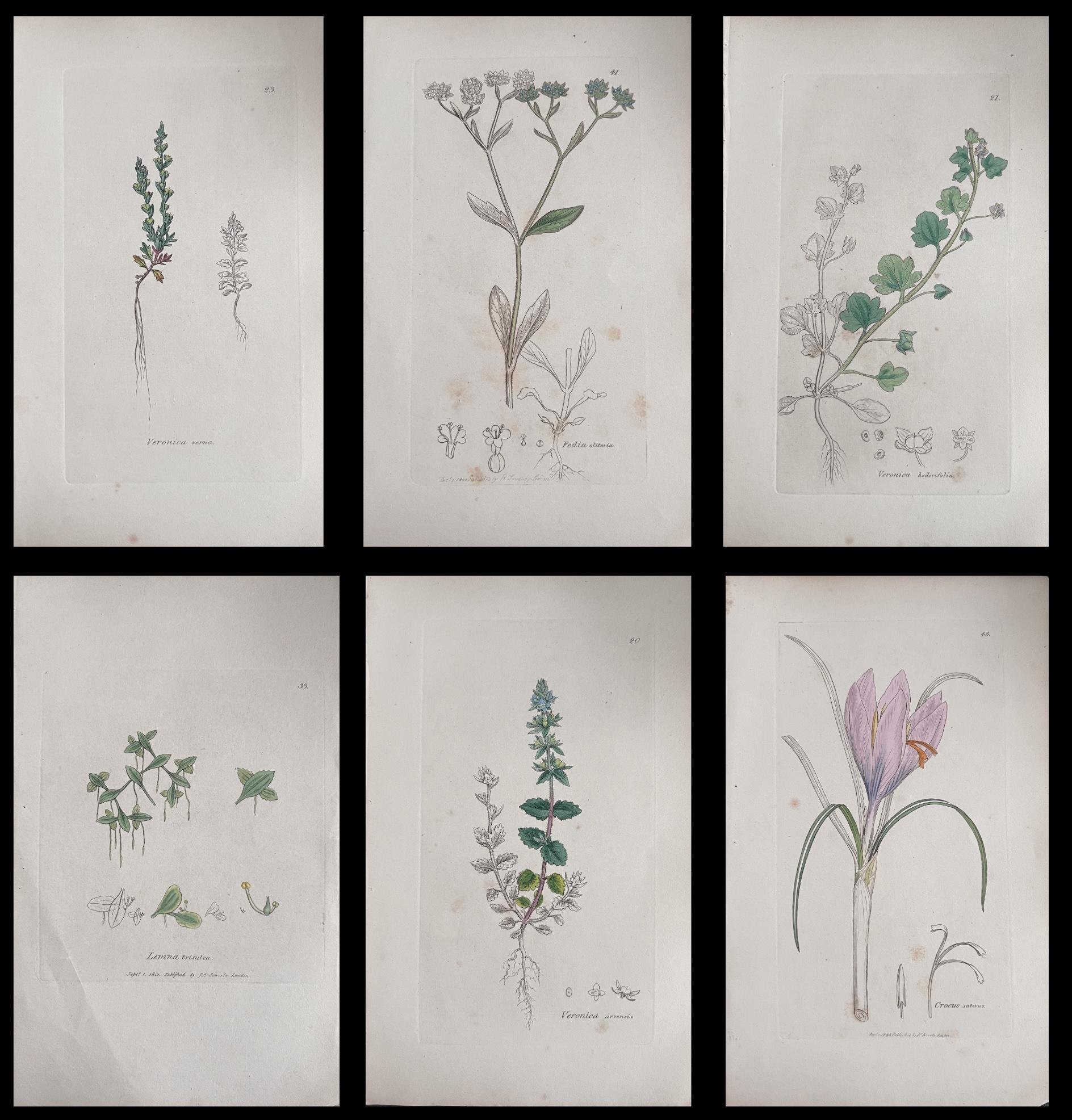 Set of Six Fine Antique British Hand Coloured Botanical Prints, circa 1900's