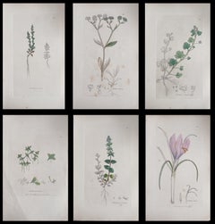 Satz von sechs feinen antiken britischen handkolorierten botanischen Drucken, um 1900