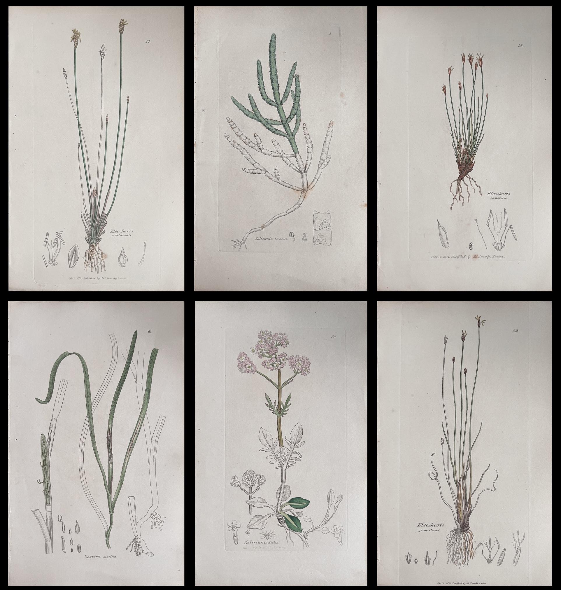 Set of Six Fine Antique British Hand Coloured Botanical Prints, circa 1900's - Art by Unknown