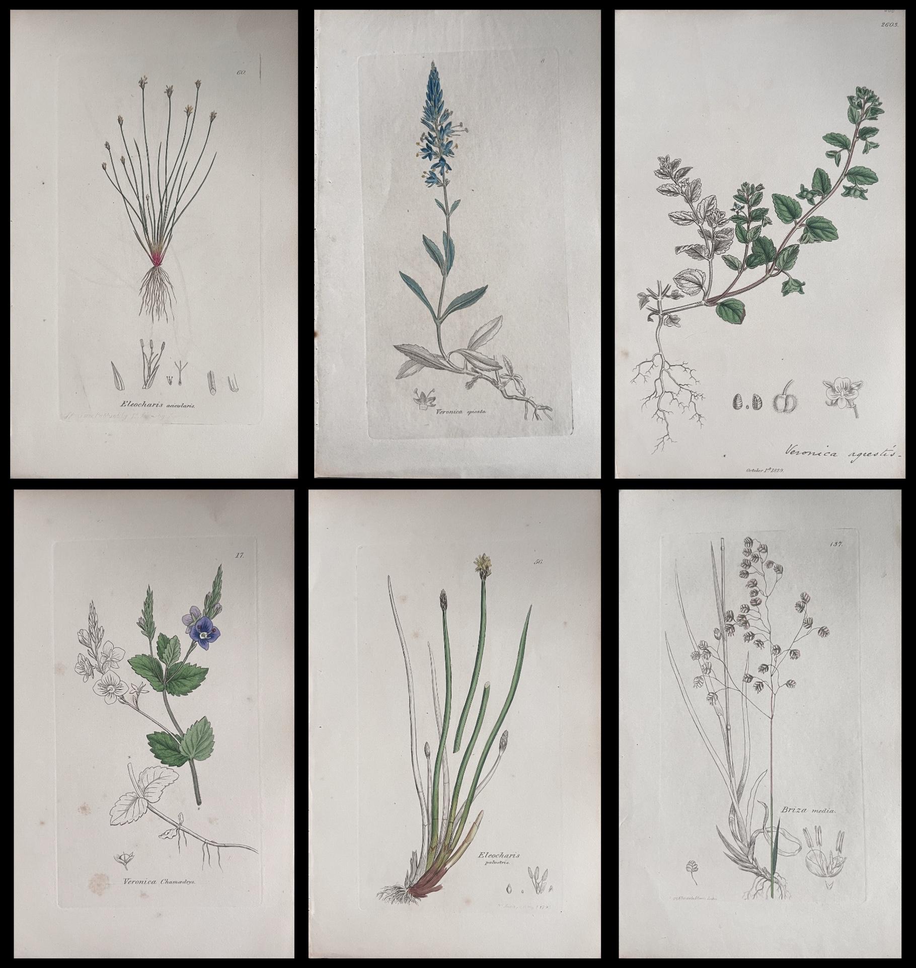 Set of Six Fine Antique British Hand Coloured Botanical Prints, circa 1900's