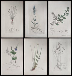 Satz von sechs feinen antiken britischen handkolorierten botanischen Drucken, um 1900