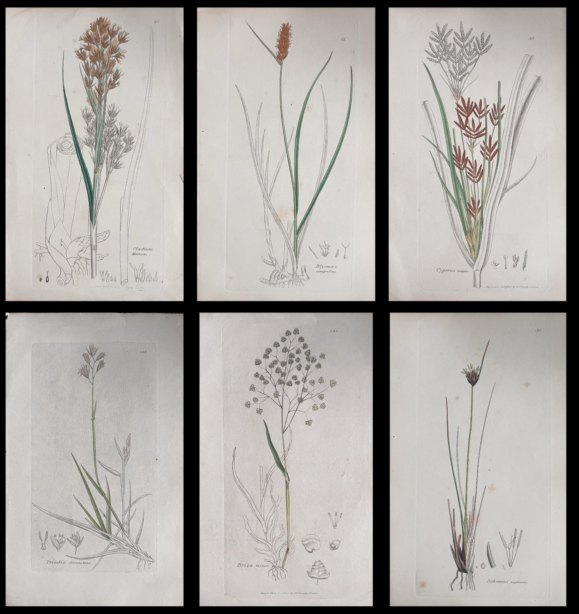 Set of Six Fine Antique British Hand Coloured Botanical Prints, circa 1900's