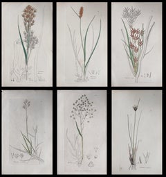 Satz von sechs feinen antiken britischen handkolorierten botanischen Drucken, um 1900