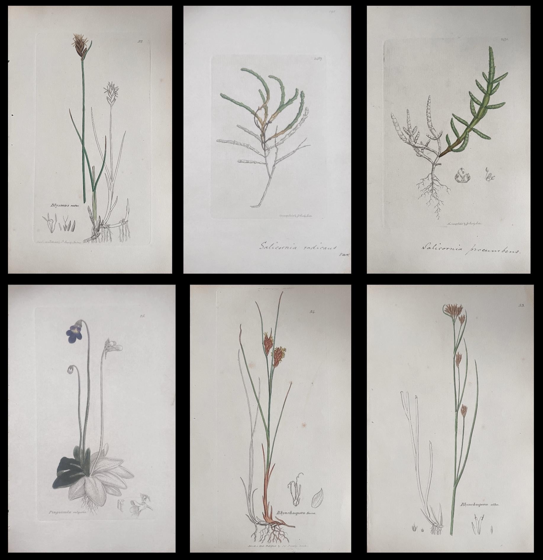 Set of Six Fine Antique British Hand Coloured Botanical Prints, circa 1900's