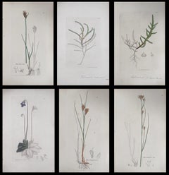 Satz von sechs feinen antiken britischen handkolorierten botanischen Drucken, um 1900