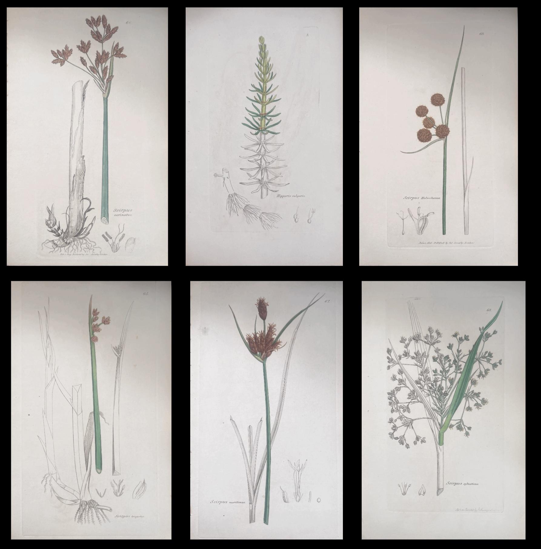 Set of Six Fine Antique British Hand Coloured Botanical Prints, circa 1900's