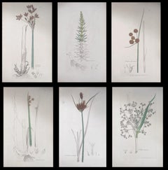 Satz von sechs feinen antiken britischen handkolorierten botanischen Drucken, um 1900