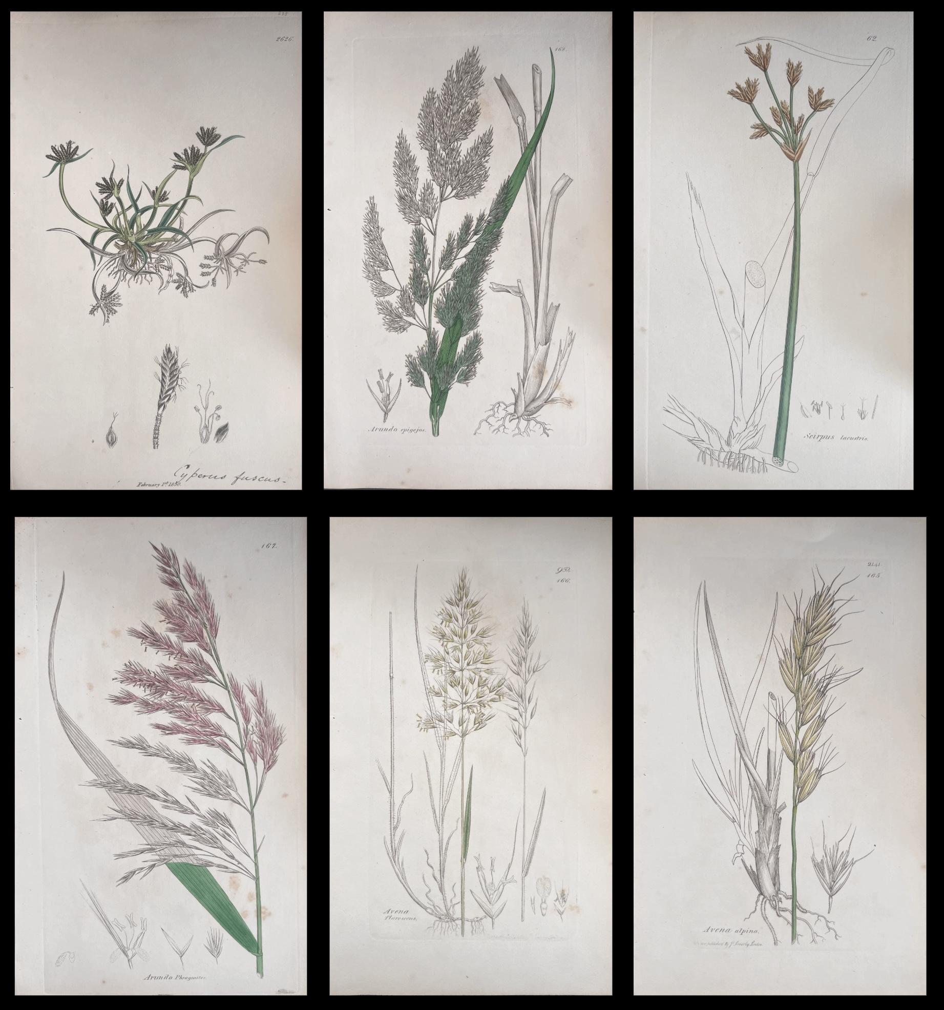Set of Six Fine Antique British Hand Coloured Botanical Prints, circa 1900's