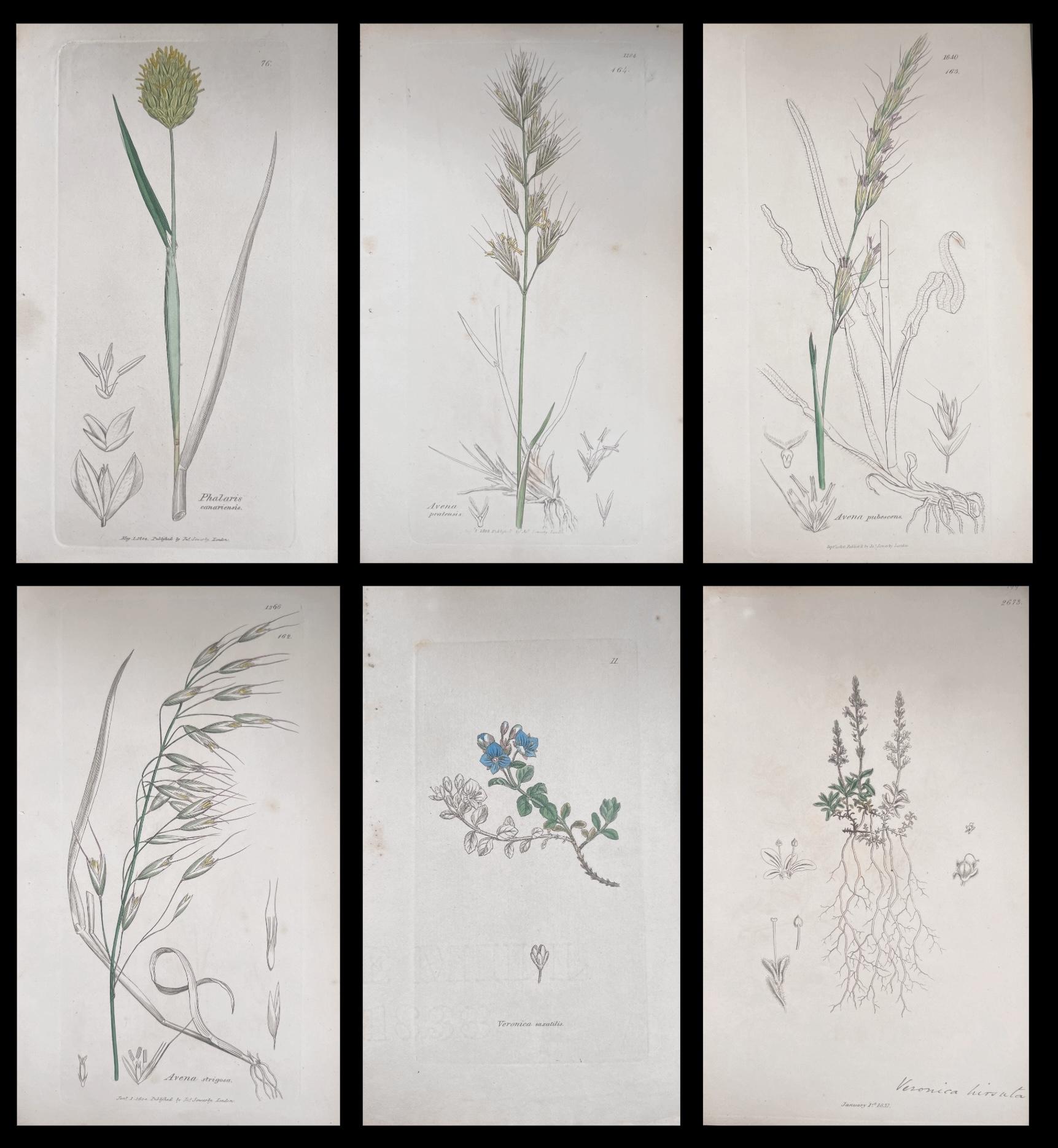 Unknown Still-Life Print - Set of Six Fine Antique British Hand Coloured Botanical Prints, circa 1900's