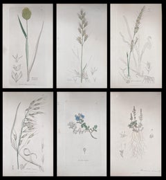 Set of Six Fine Antique British Hand Coloured Botanical Prints, circa 1900's