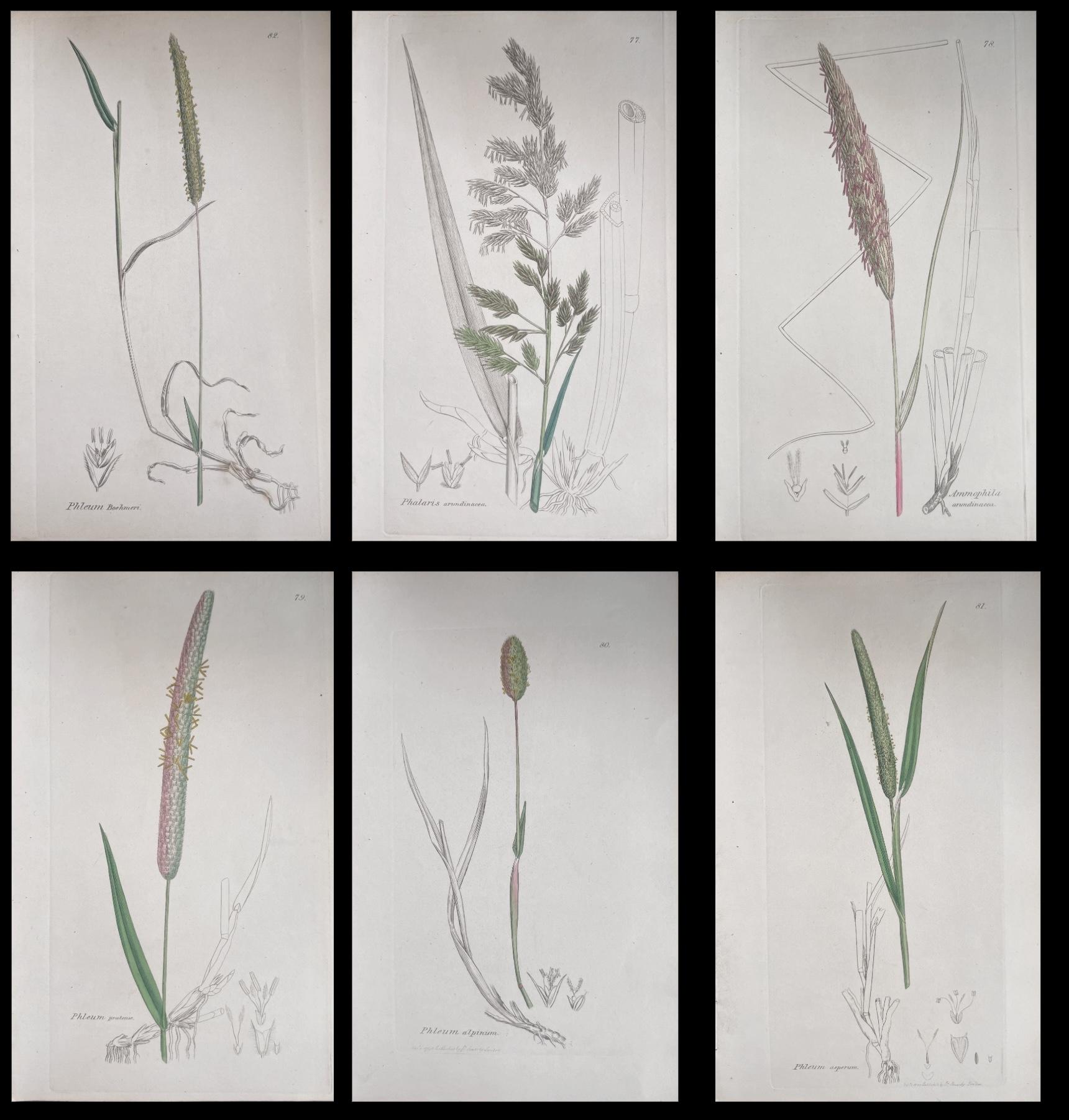 Set of Six Fine Antique British Hand Coloured Botanical Prints, circa 1900's
