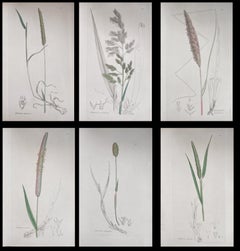 Set of Six Fine Antique British Hand Coloured Botanical Prints, circa 1900's