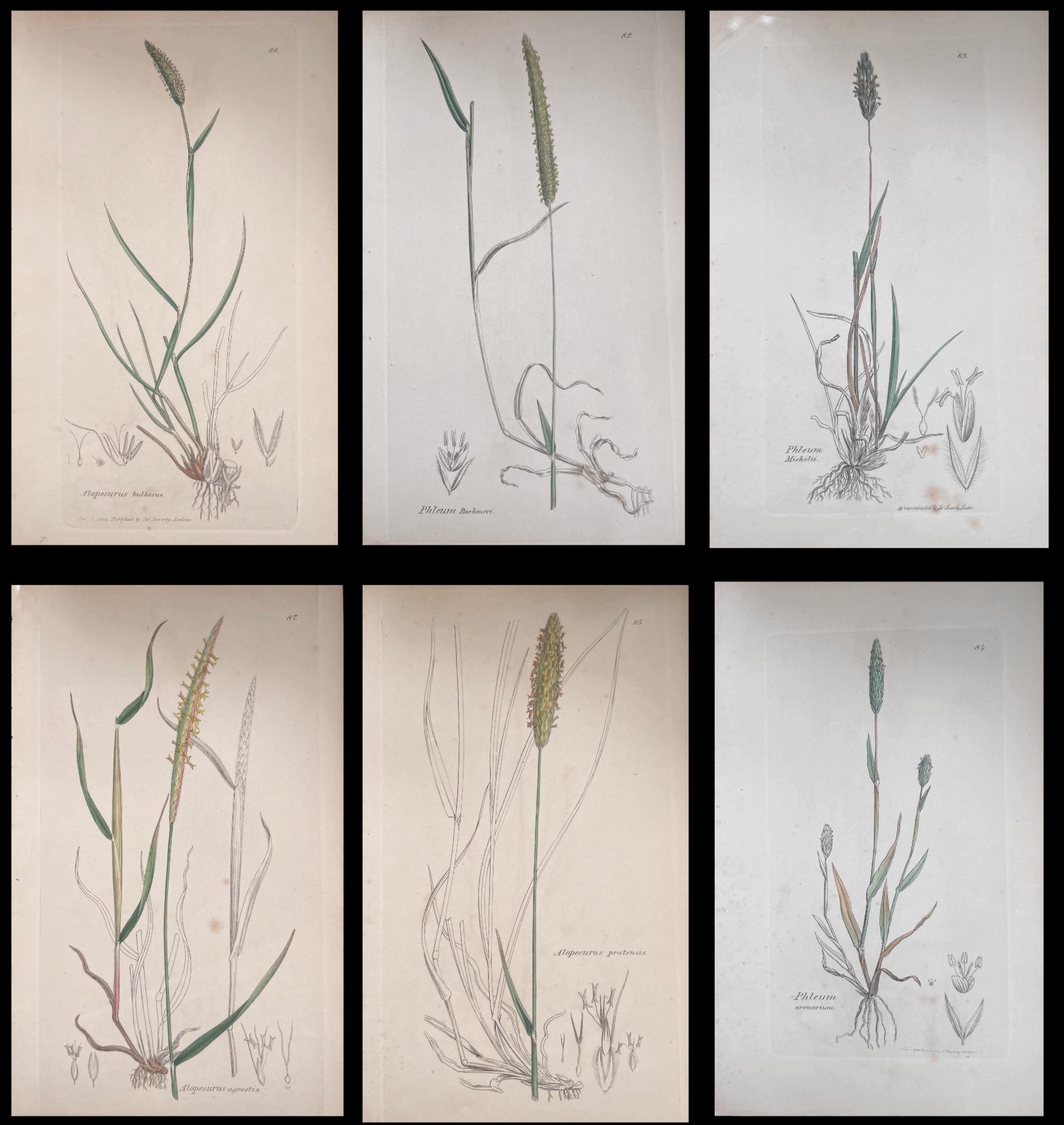 Set of Six Fine Antique British Hand Coloured Botanical Prints, circa 1900's - Art by Unknown
