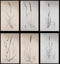 Set of Six Fine Antique British Hand Coloured Botanical Prints, circa 1900's