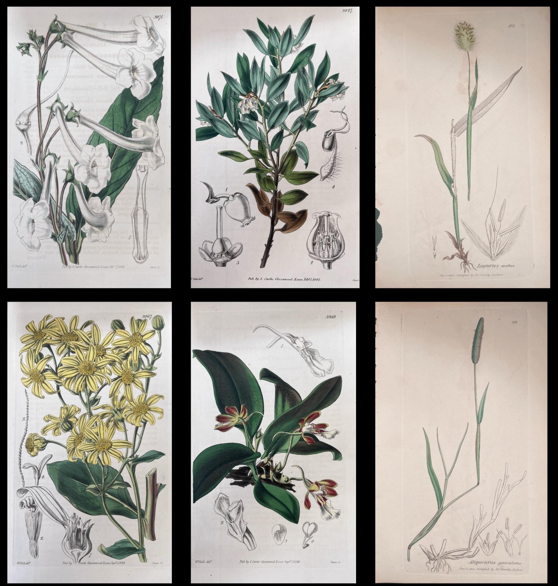 Set of Six Fine Antique British Hand Coloured Botanical Prints, circa 1900's