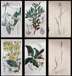 Set of Six Fine Antique British Hand Coloured Botanical Prints, circa 1900's