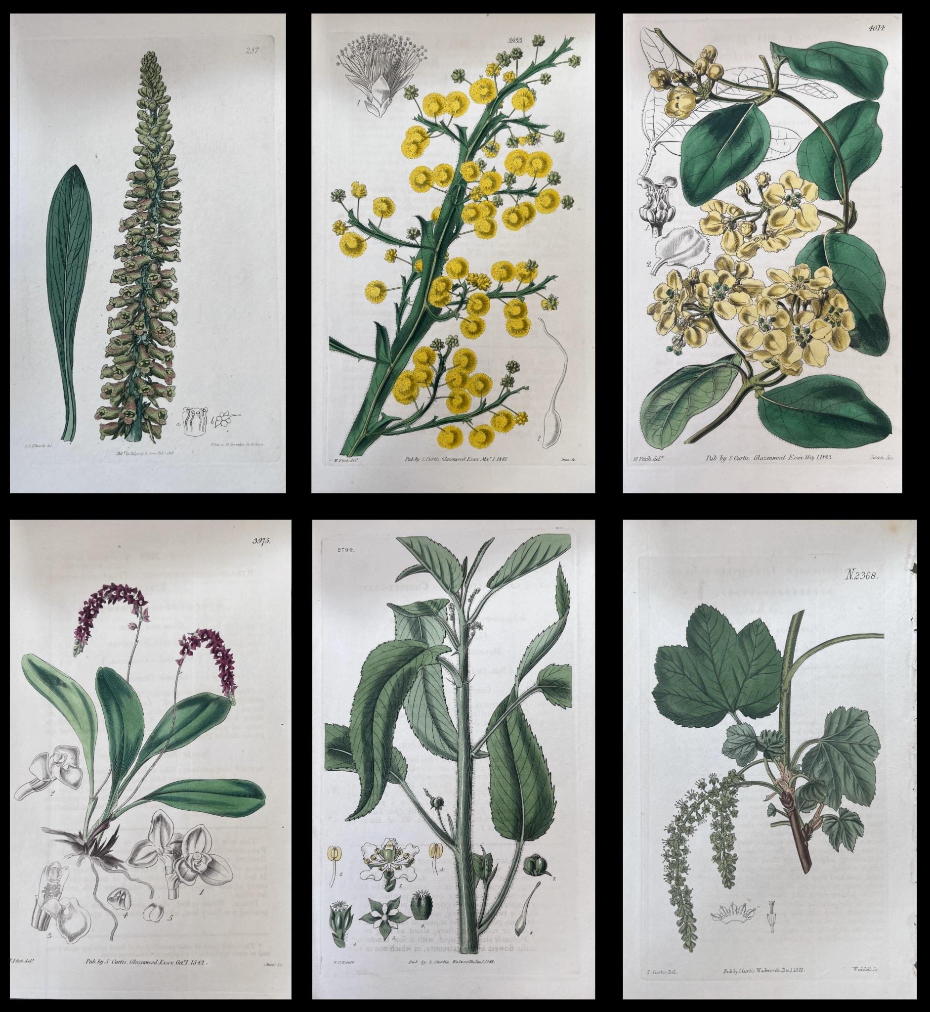Set of Six Fine Antique British Hand Coloured Botanical Prints, circa 1900's