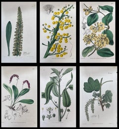 Set of Six Fine Antique British Hand Coloured Botanical Prints, circa 1900's