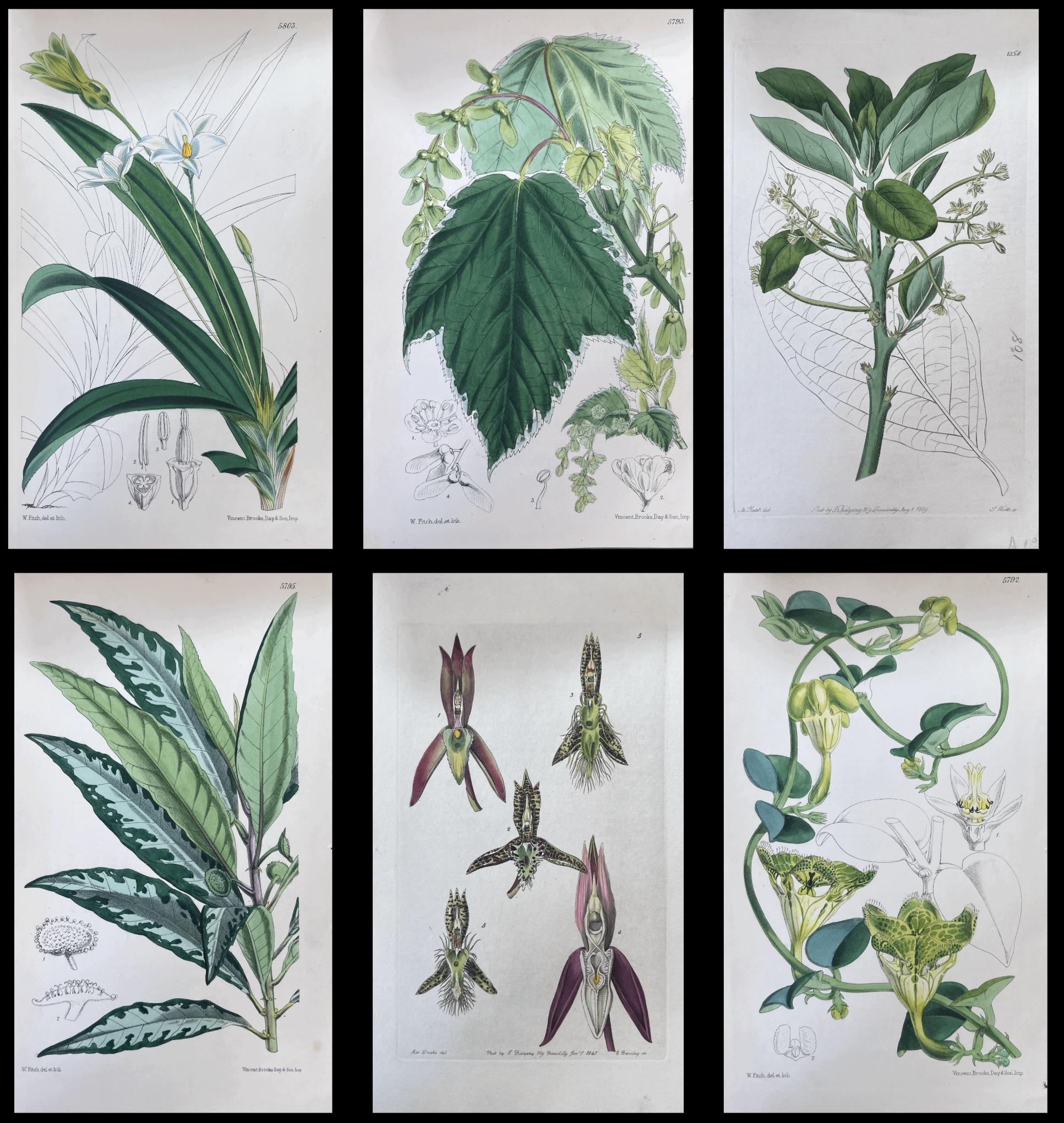 Set of Six Fine Antique British Hand Coloured Botanical Prints, circa 1900's