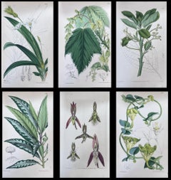 Set of Six Fine Antique British Hand Coloured Botanical Prints, circa 1900's