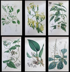 Set of Six Fine Antique British Hand Coloured Botanical Prints, circa 1900's