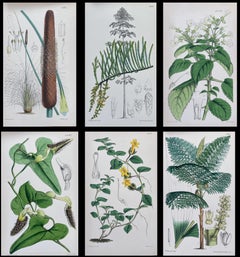 Set of Six Fine Antique British Hand Coloured Botanical Prints, circa 1900's