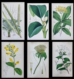 Set of Six Fine Antique British Hand Coloured Botanical Prints, circa 1900's