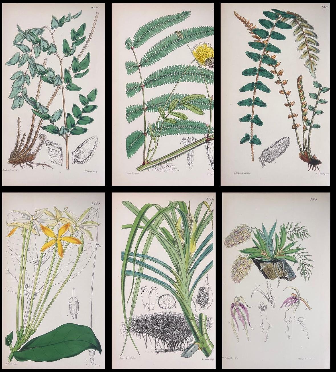 Unknown Still-Life Print – Satz von sechs feinen antiken britischen handkolorierten botanischen Drucken, um 1900