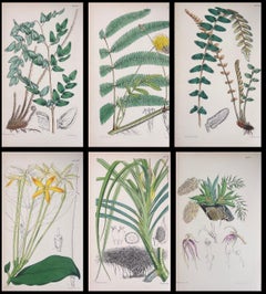 Satz von sechs feinen antiken britischen handkolorierten botanischen Drucken, um 1900