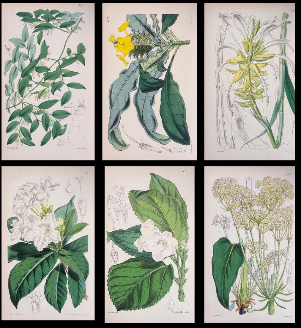 Unknown Still-Life Print - Set of Six Fine Antique British Hand Coloured Botanical Prints, circa 1900's