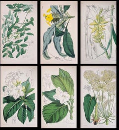 Satz von sechs feinen antiken britischen handkolorierten botanischen Drucken, um 1900