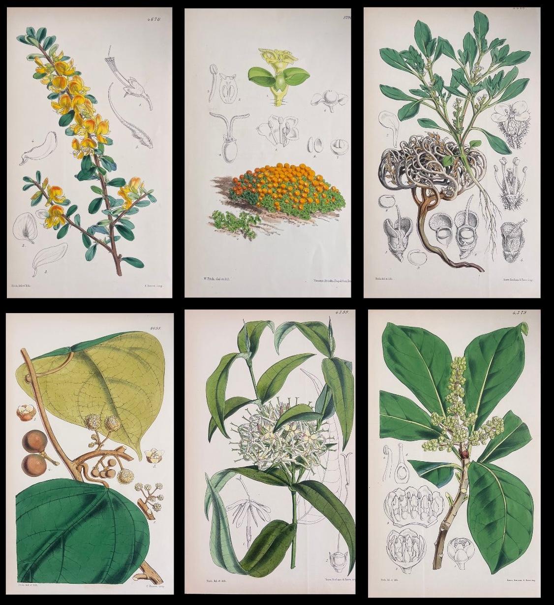 Set of Six Fine Antique British Hand Coloured Botanical Prints, circa 1900's - Art by Unknown