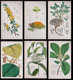 Satz von sechs feinen antiken britischen handkolorierten botanischen Drucken, um 1900