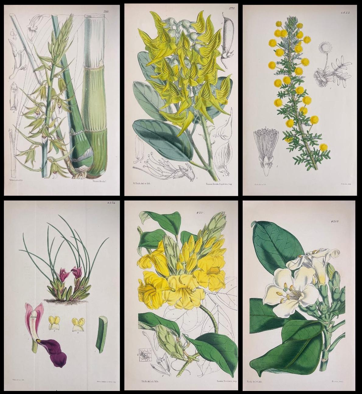 Set of Six Fine Antique British Hand Coloured Botanical Prints, circa 1900's - Art by Unknown
