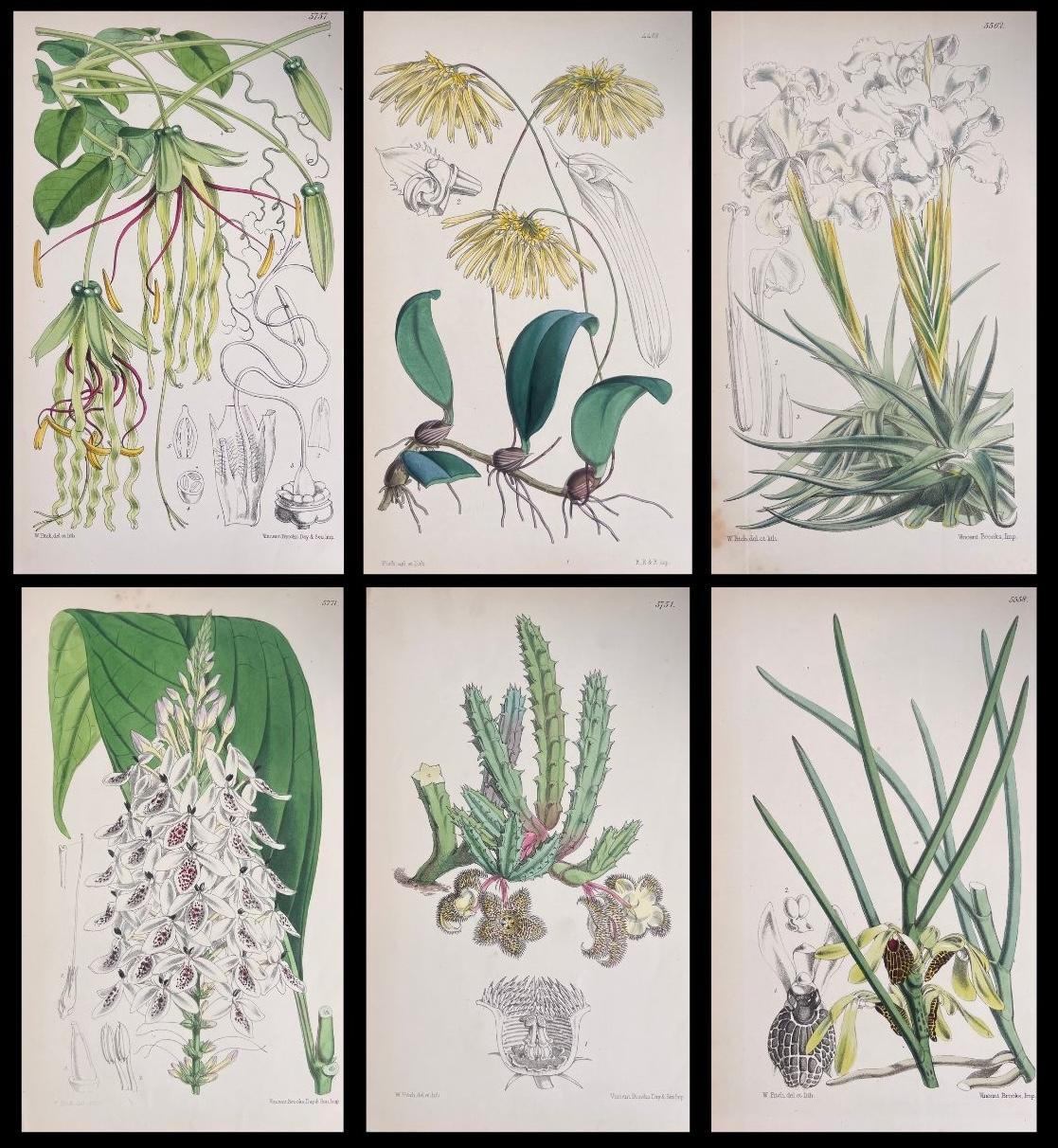 Unknown Still-Life Print - Set of Six Fine Antique British Hand Coloured Botanical Prints, circa 1900's