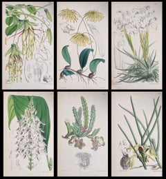 Satz von sechs feinen antiken britischen handkolorierten botanischen Drucken, um 1900