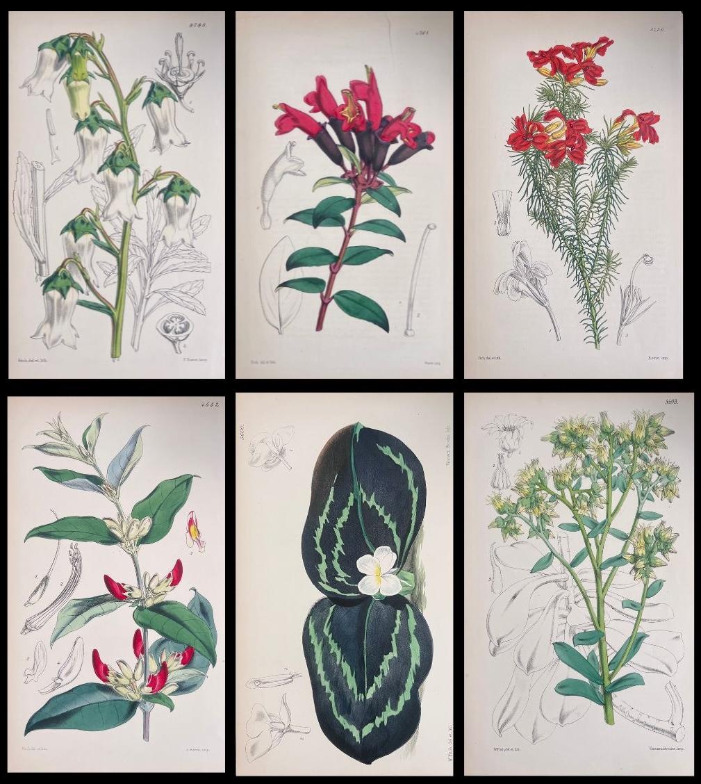 Unknown Still-Life Print - Set of Six Fine Antique British Hand Coloured Botanical Prints, circa 1900's