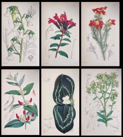 Satz von sechs feinen antiken britischen handkolorierten botanischen Drucken, um 1900