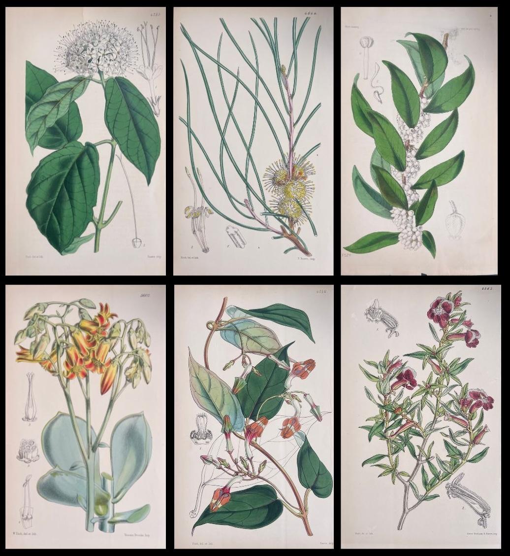 Set of Six Fine Antique British Hand Coloured Botanical Prints, circa 1900's - Art by Unknown
