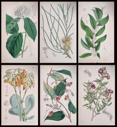Satz von sechs feinen antiken britischen handkolorierten botanischen Drucken, um 1900