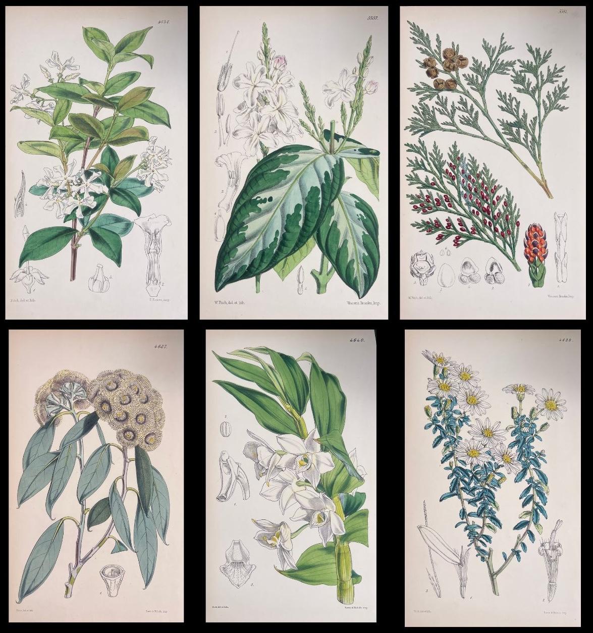 Unknown Still-Life Print - Set of Six Fine Antique British Hand Coloured Botanical Prints, circa 1900's