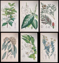 Satz von sechs feinen antiken britischen handkolorierten botanischen Drucken, um 1900