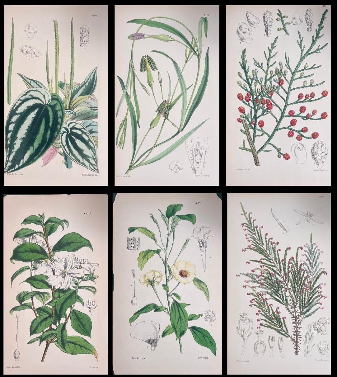 Unknown Still-Life Print - Set of Six Fine Antique British Hand Coloured Botanical Prints, circa 1900's