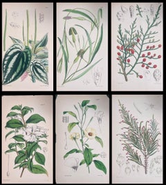 Satz von sechs feinen antiken britischen handkolorierten botanischen Drucken, um 1900