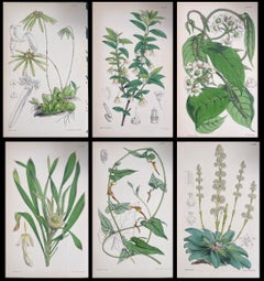 Satz von sechs feinen antiken britischen handkolorierten botanischen Drucken, um 1900